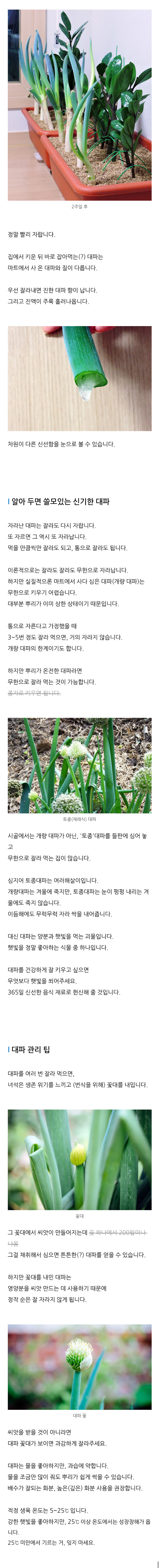 spring_onion_03.jpg