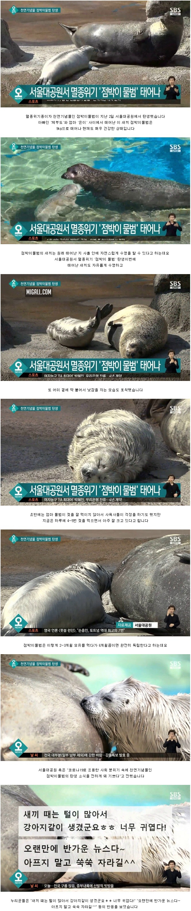 서울대공원에서 탄생한 천연기념물 점박이 물범
