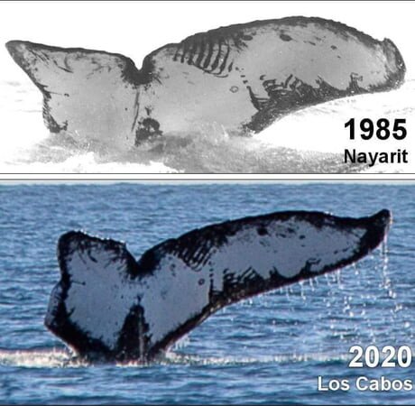 맥시코 서부 해안에서 35년만에 찍힌 같은 고래 사진