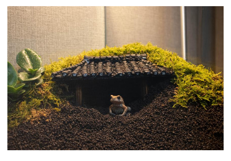 두꺼비 집 만들어준 디씨인