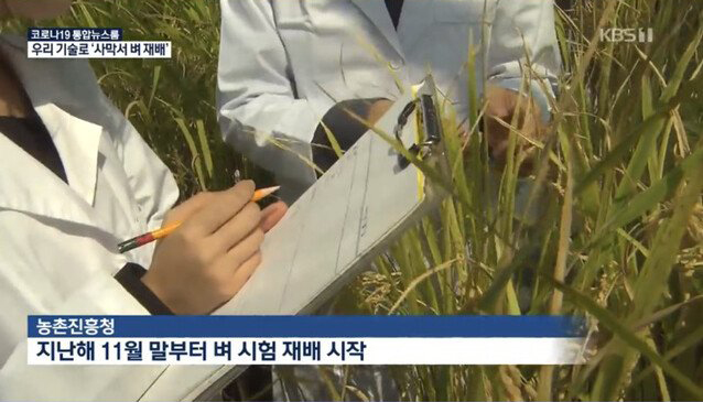 UAE 사막에서 성공한 한국식 벼농사의 문제점