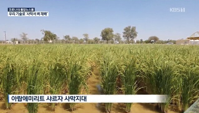 UAE 사막에서 성공한 한국식 벼농사의 문제점
