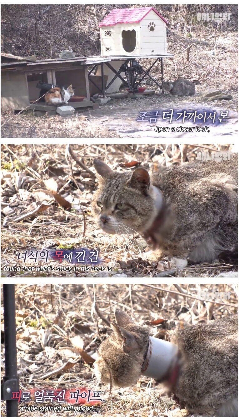 5년 동안 파이프에 목이 졸린채 살아온 고양이