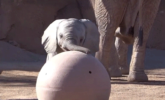 아기 코끼리
