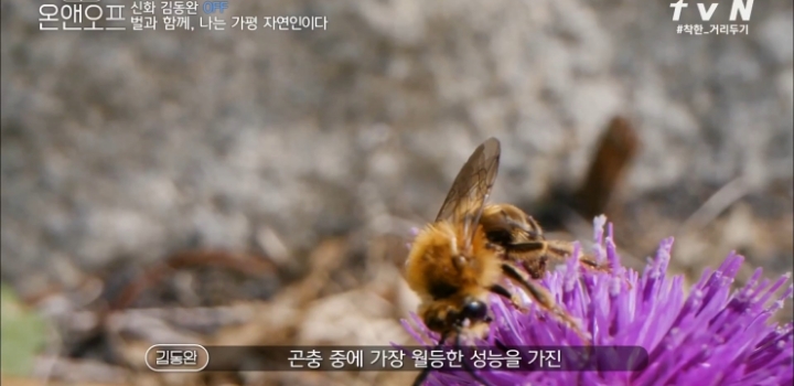 벌들과 함께 사는 김동완