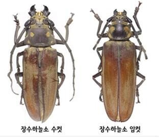 한국에서 천연기념물인 곤충들
