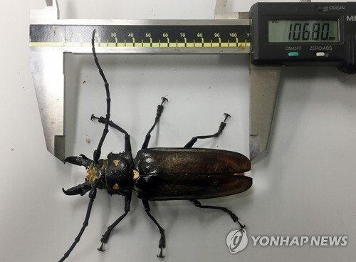 한국에서 천연기념물인 곤충들