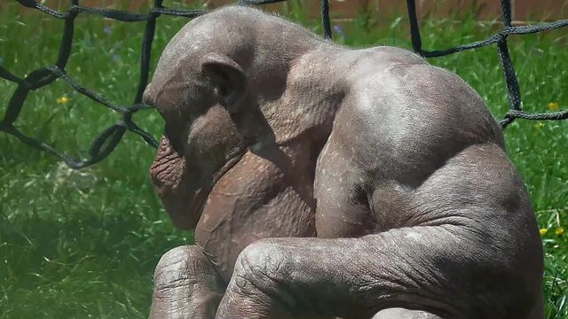 털 없는 침팬지 실제 몸매