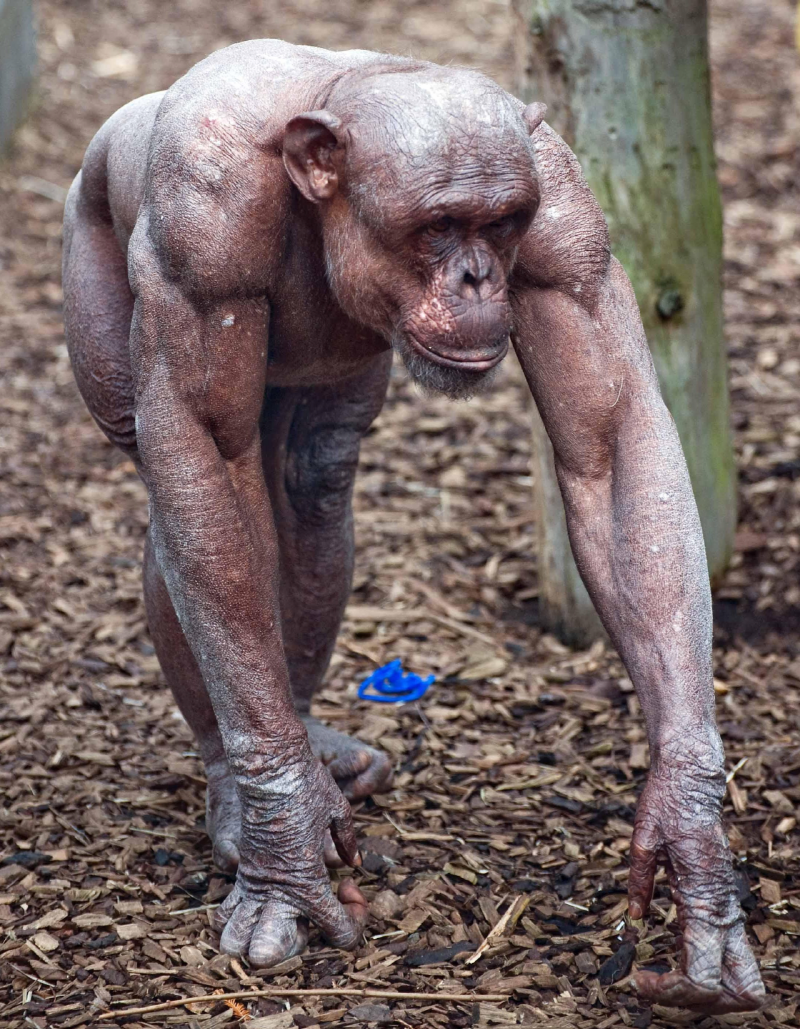 털 없는 침팬지 실제 몸매