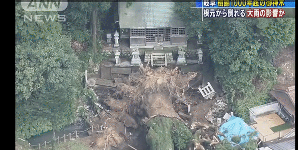 홍수로 천 년된 나무가 쓰러진 일본