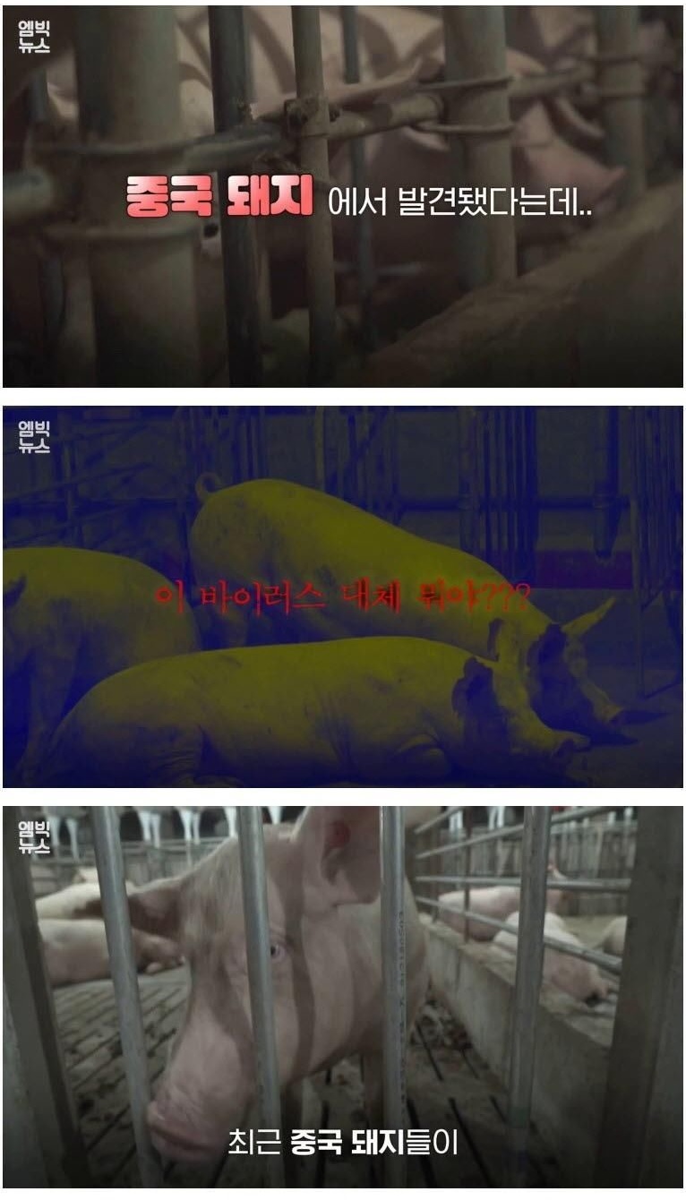 중국발 돼지독감 비상