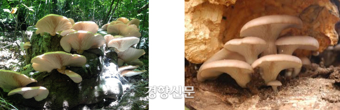 독버섯인 화경솔밭버섯(왼쪽)과 식용버섯인 느타리버섯(오른쪽) . 농촌진흥청 제공