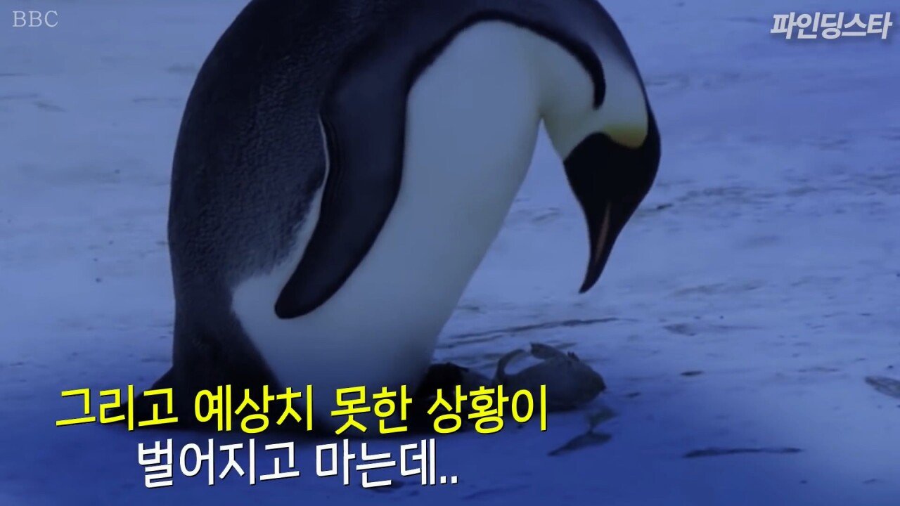 펭귄을 위해 불문율을 깬 감독 - 꾸르