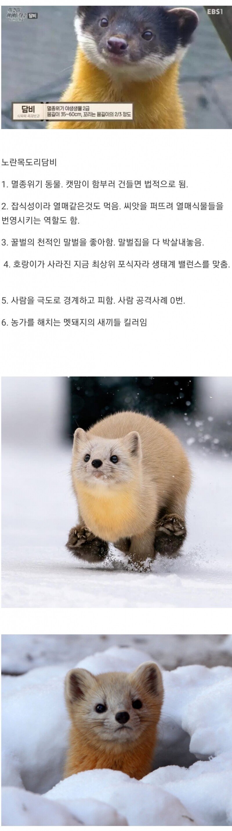 다운로드_(2).jpeg : 현재 한국 생태계 최상급인 동물