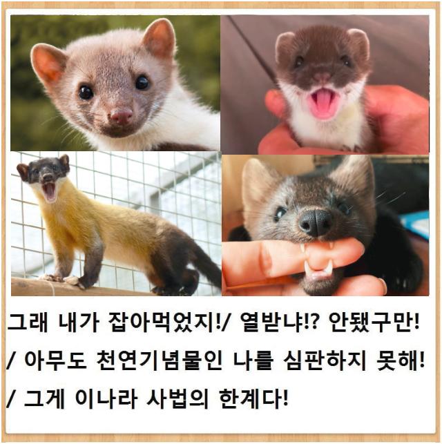 다운로드_(2).png.jpg : 현재 한국 생태계 최상급인 동물