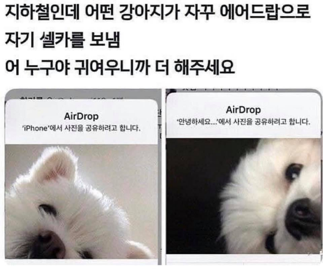 강아지에어드랍.jpg